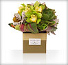 Boxed Favourite